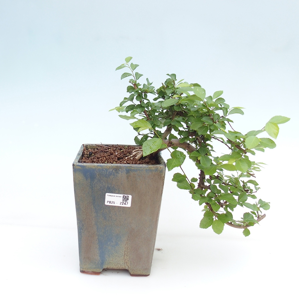Kryty bonsai - Grewia occidentalis - Lawendowa gwiazda