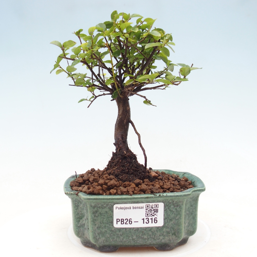 Bonsai pokojowe - Sageretia thea - Sageretia thea
