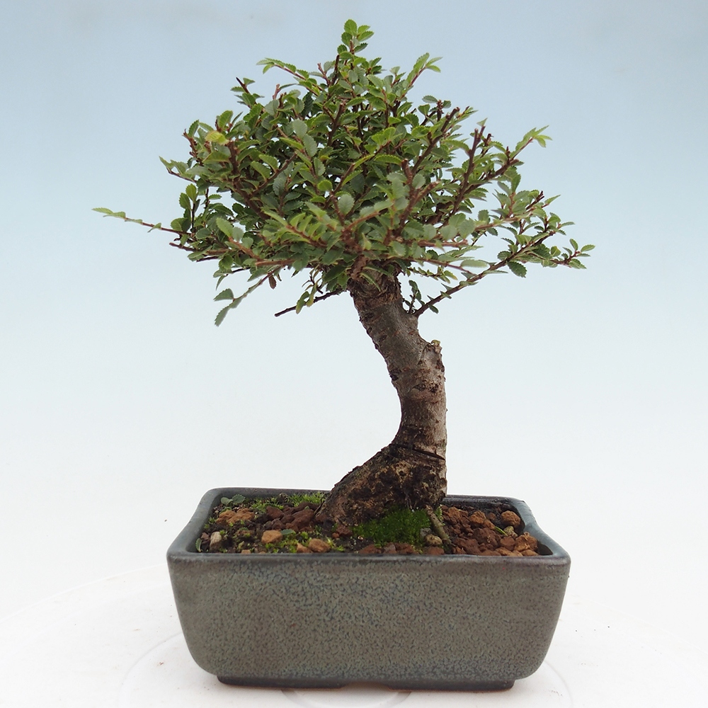 Bonsai zewnętrzne - Ulmus parvifolia Hokkaido - wiąz chiński