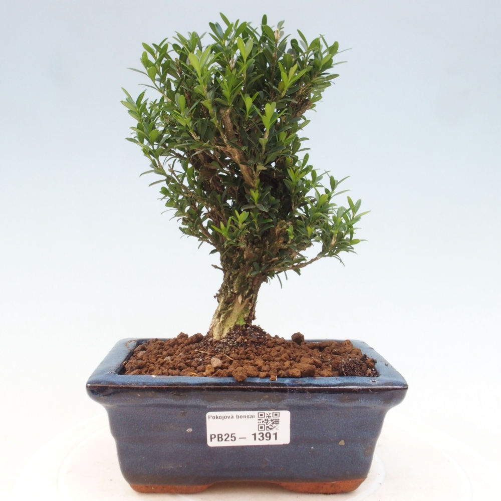 Bonsai pokojowe - Buxus harlandii - buxus korkowy