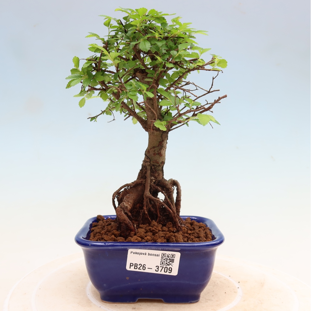 Pokój bonsai - Ulmus parvifolia - Wiąz drobnolistny