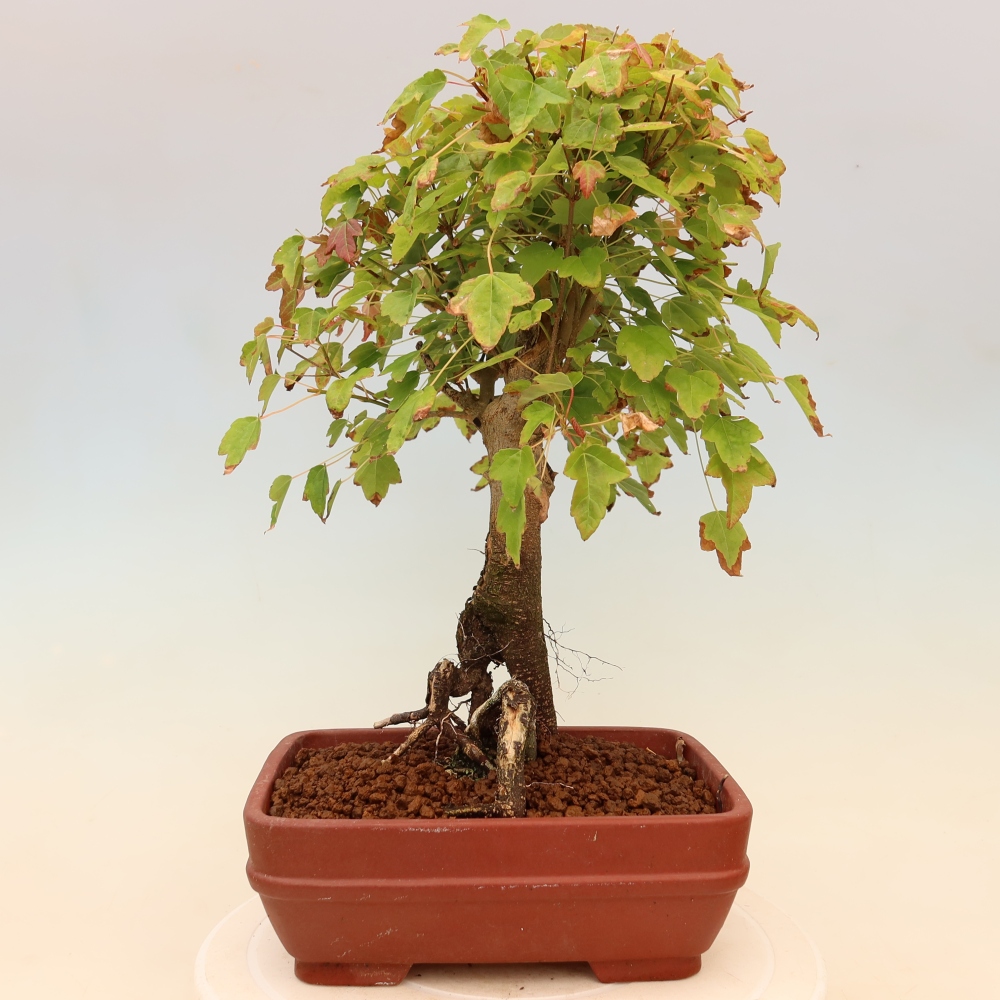 Outdoor bonsai - Klon burgeryjski - Acer burgerianum