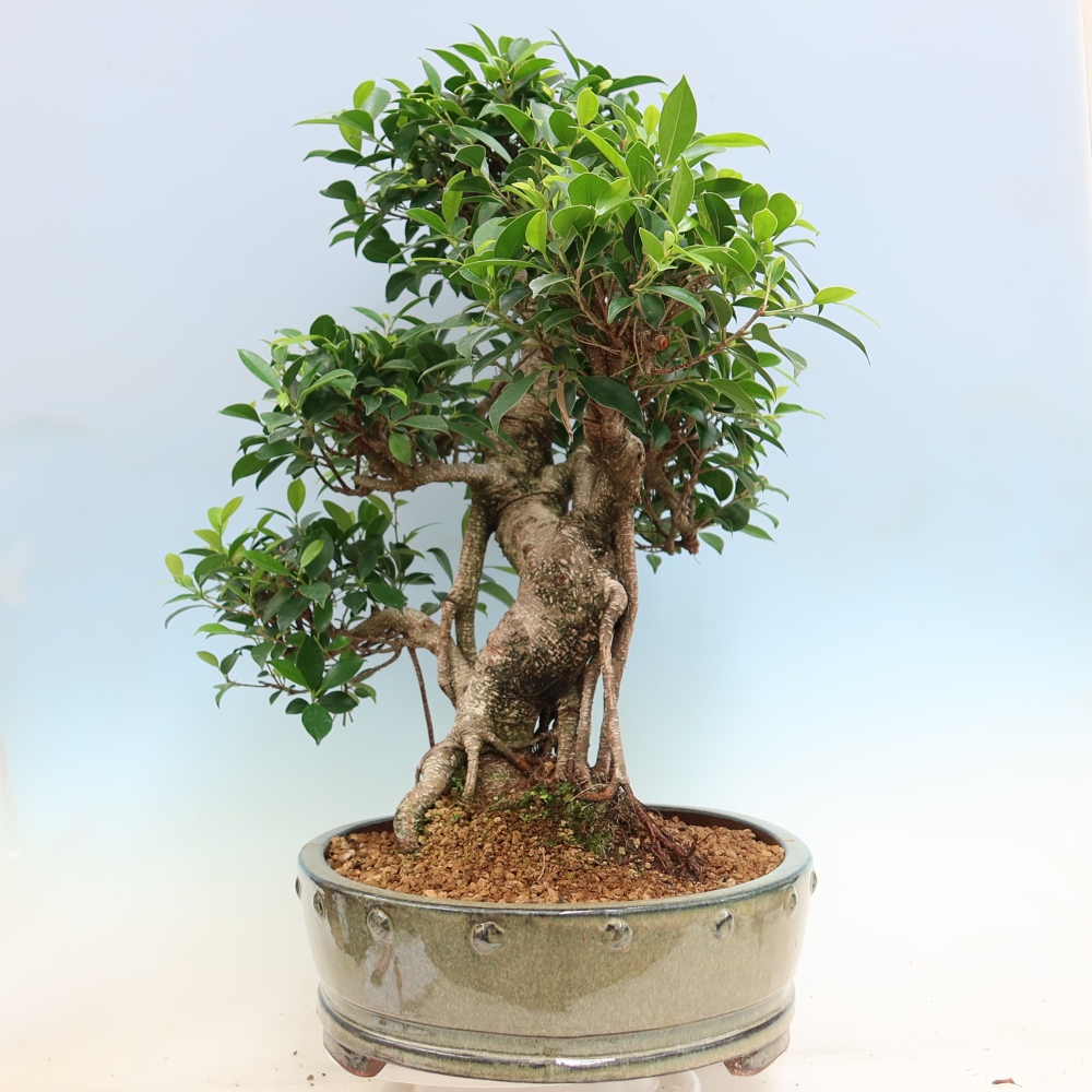 Pokój bonsai - Ficus kimmen - figowiec drobnolistny