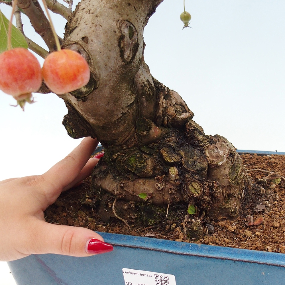 Bonsai plenerowe - Malus Halliana - Jabłoń drobnoowocowa