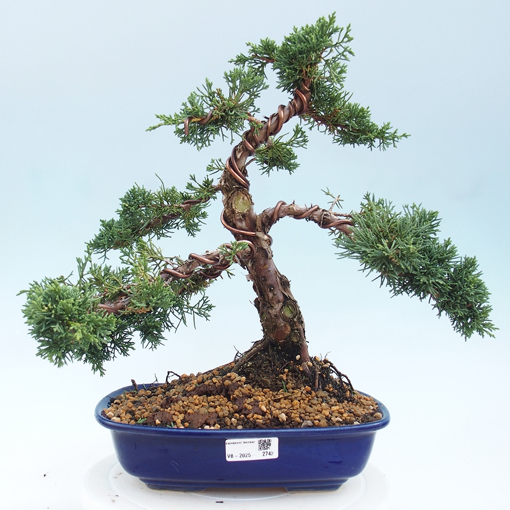 Outdoor bonsai - Juniperus chinensis Kishu - chiński jałowiec