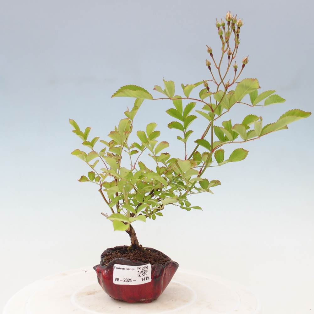 Bonsai na zewnątrz - Rosa sp. - róża drobnokwiatowa