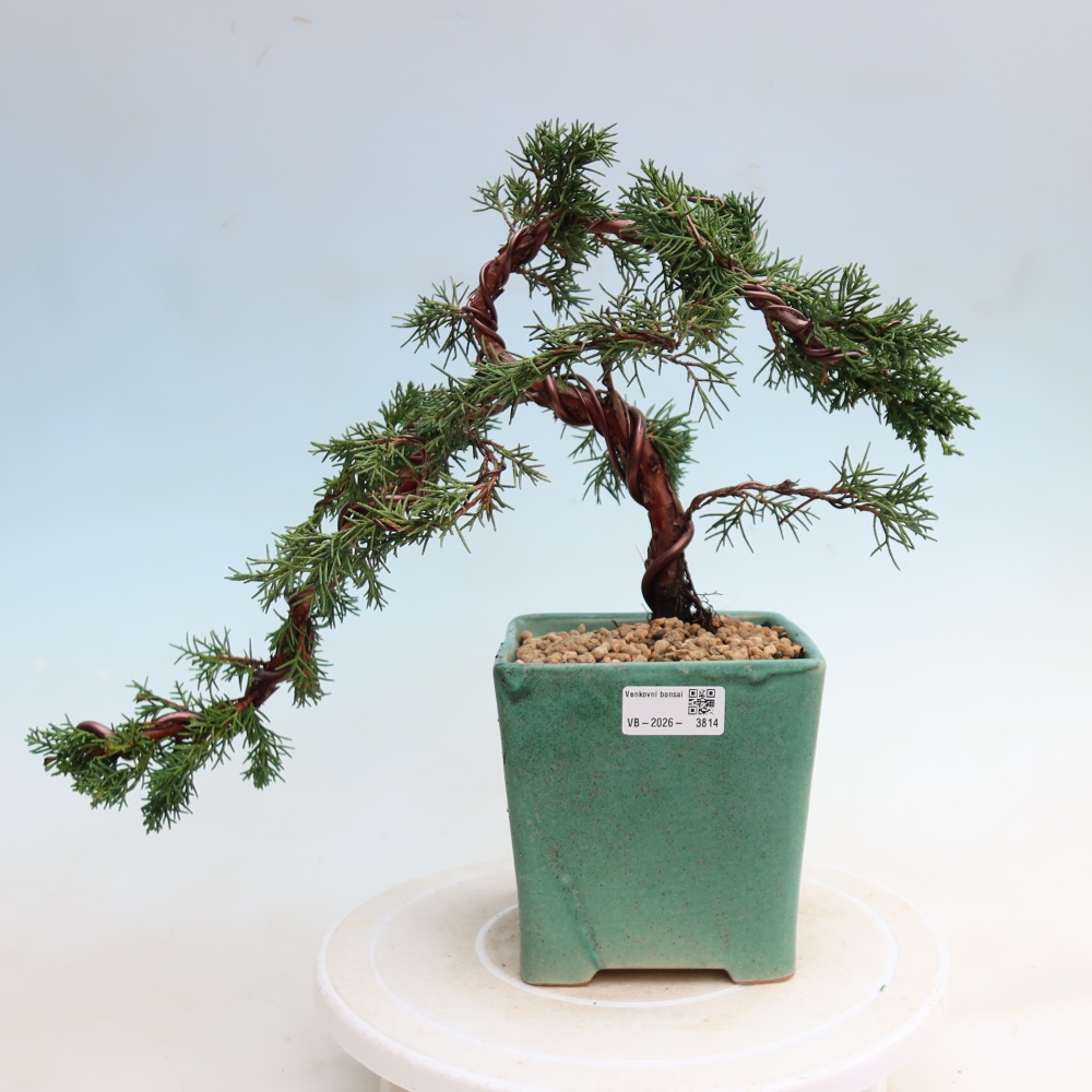 Outdoor bonsai - Juniperus chinensis Kishu