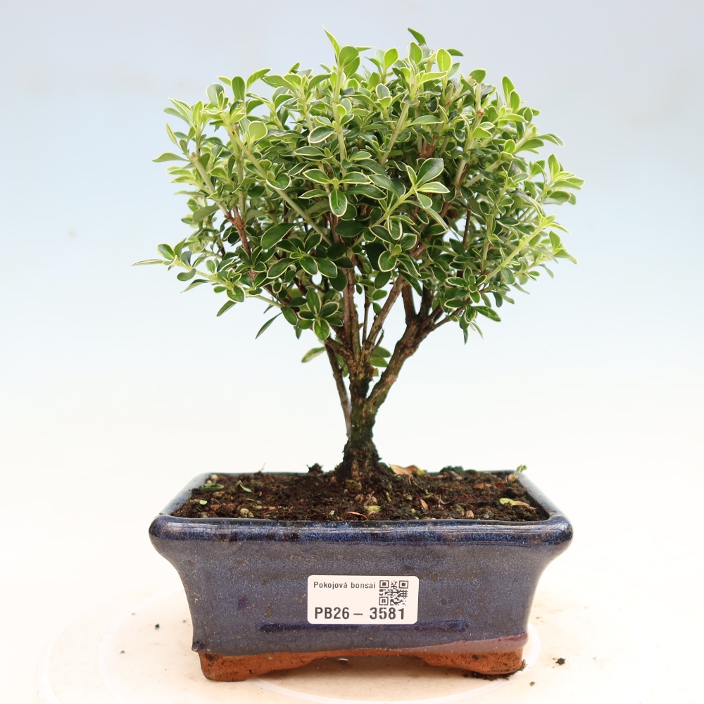 Bonsai pokojowe – Serissa foetida Variegata – Drzewo tysiąca gwiazd