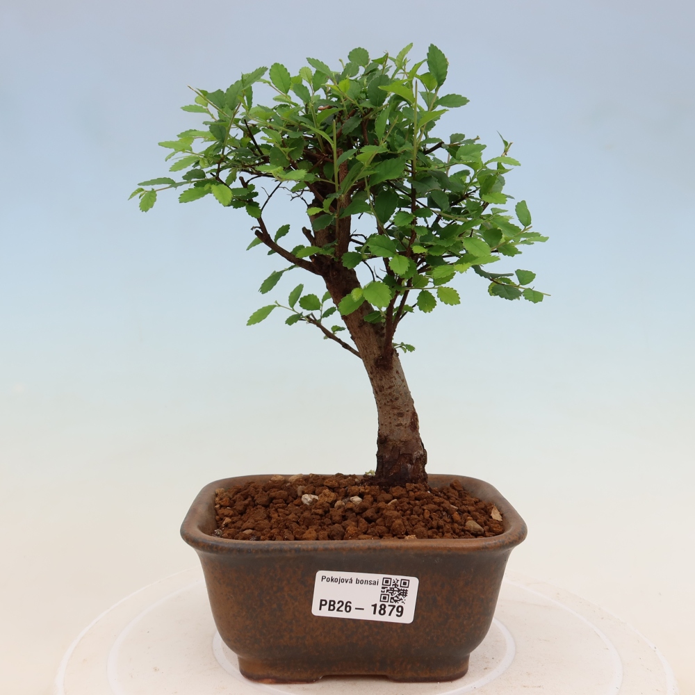 Pokój bonsai - Ulmus parvifolia - Wiąz drobnolistny