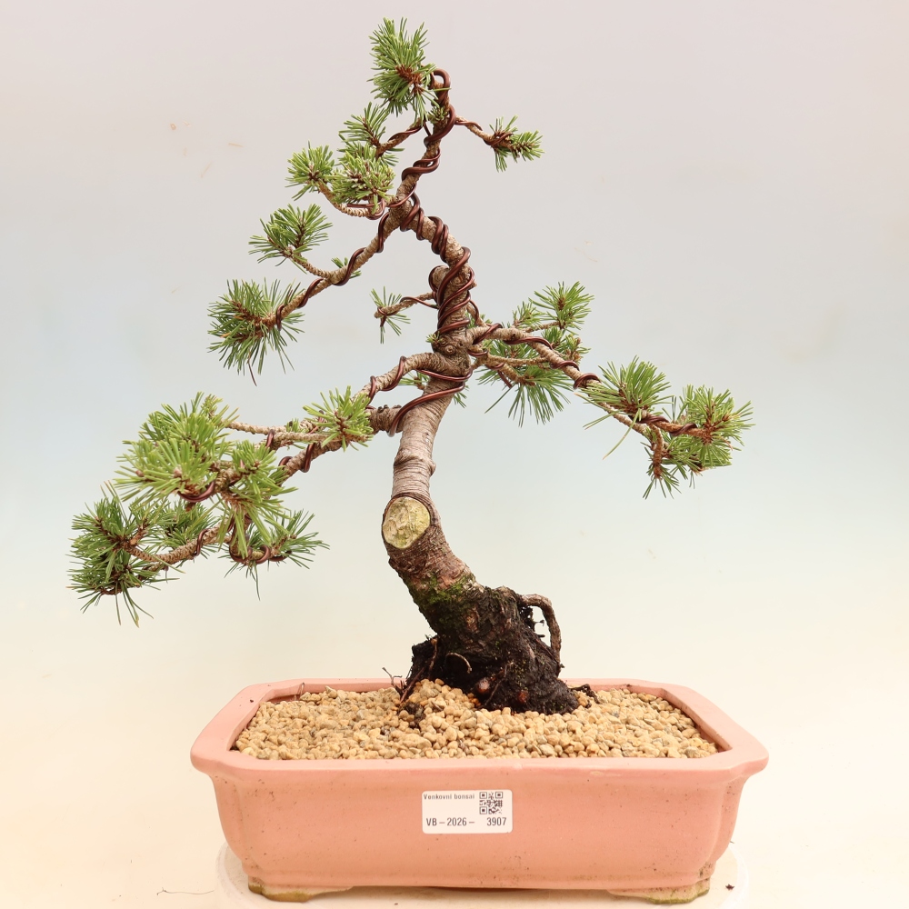 Bonsai ogrodowe – Pinus mugo Humpy – sosna karłowata