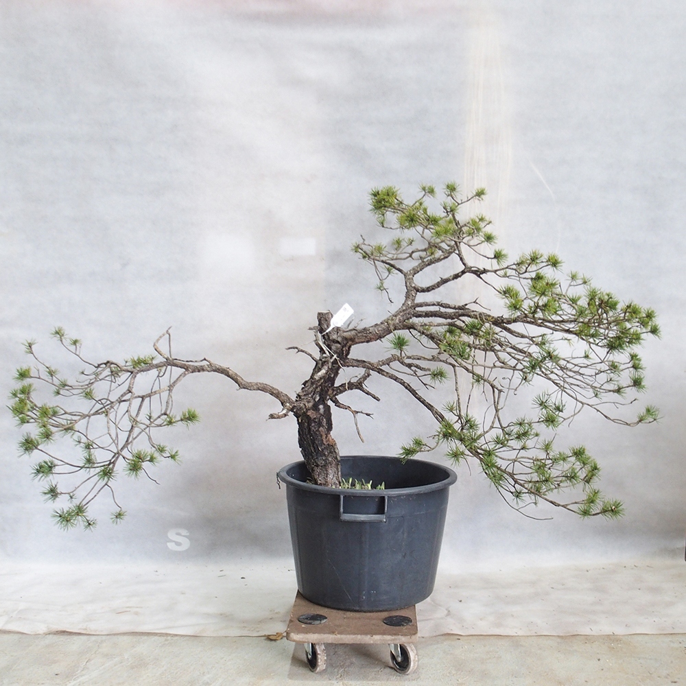 Yamadori - Pinus sylvestris 