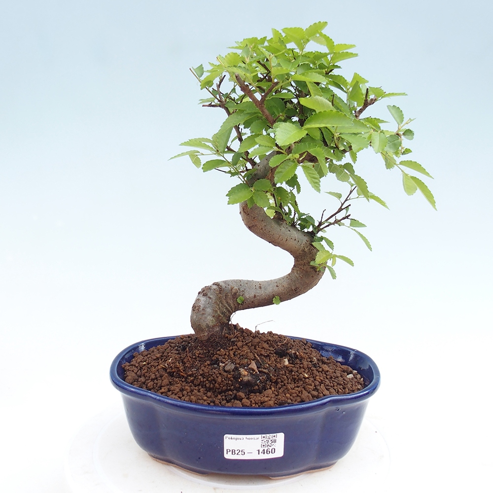 Bonsai wewnętrzne - Ulmus parvifolia - Wiąz drobnolistny