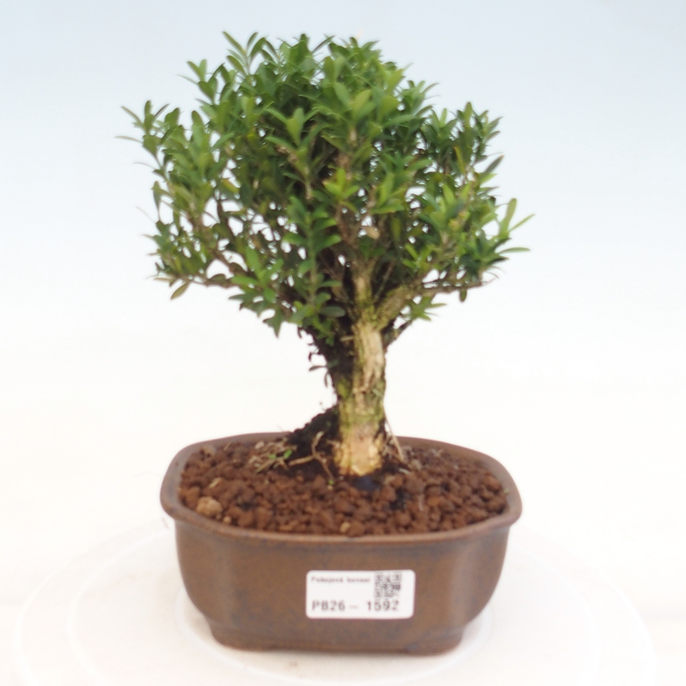 Pokój bonsai - Buxus harlandii - buxus korkowy