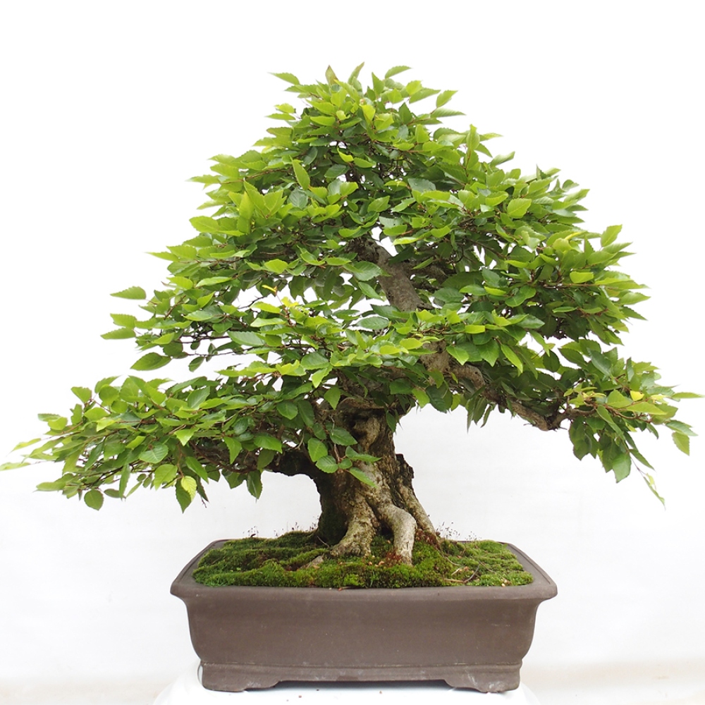 Bonsai zewnętrzne -Carpinus CARPINOIDES - grab koreański