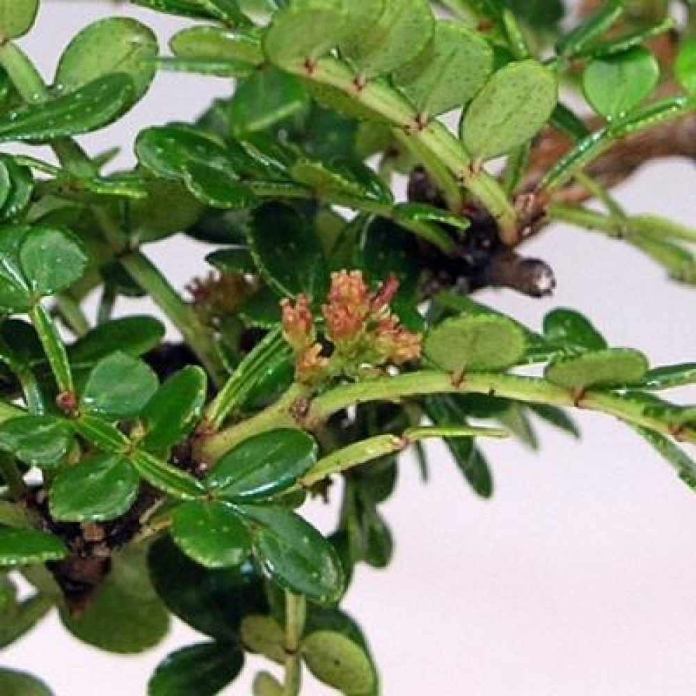 Kokedama z podstawką – Zantoxylum piperitum – pieprzowiec