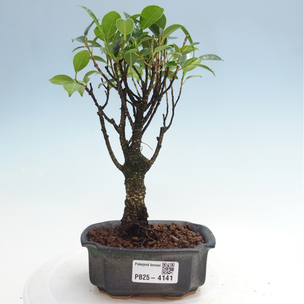 Pokój bonsai Ficus retusa kimmen