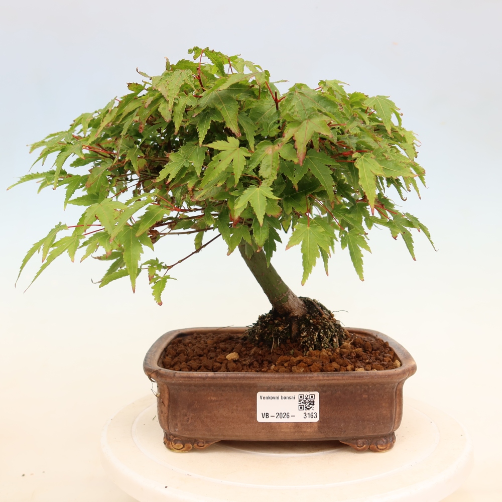 Acer palmatum KIOHIME - klon palmowy