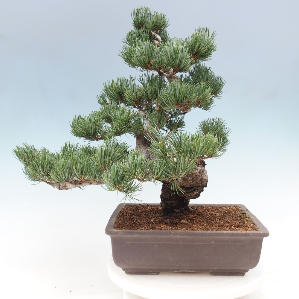 Outdoor bonsai - Pinus parviflora - Mała sosna