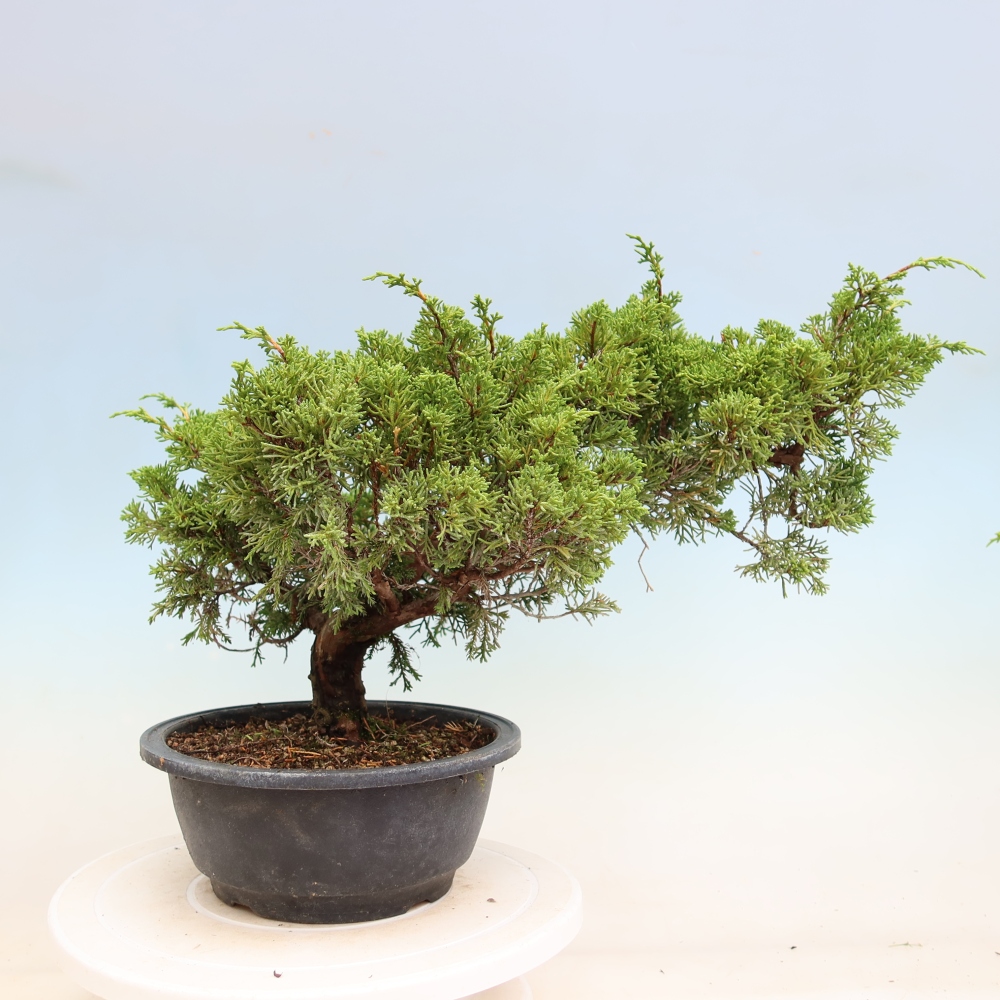 Bonsai ogrodowe – Juniperus chinensis Itoigawa – jałowiec chiński