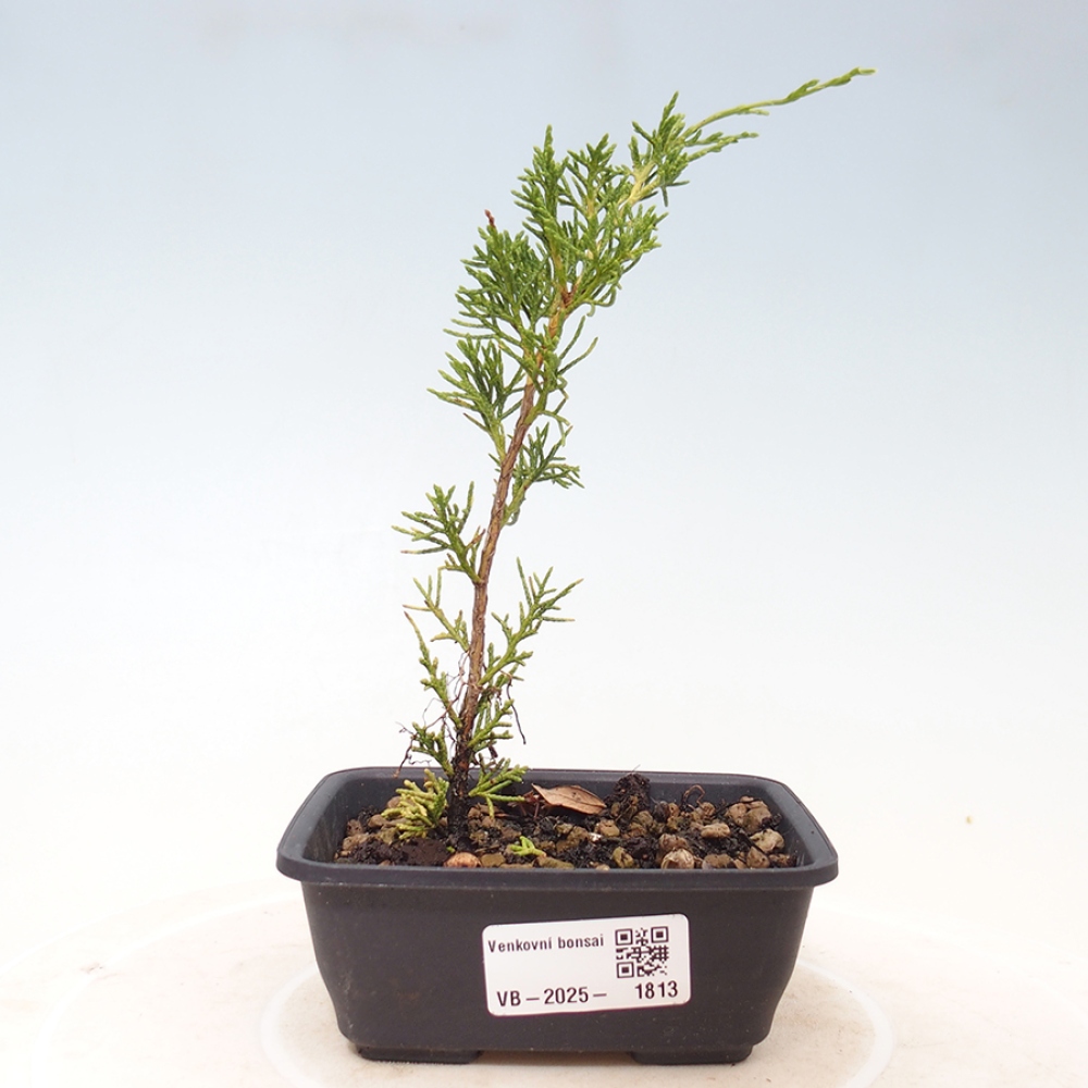 Outdoor bonsai - Juniperus chinensis Itoigawa - Jałowiec chiński