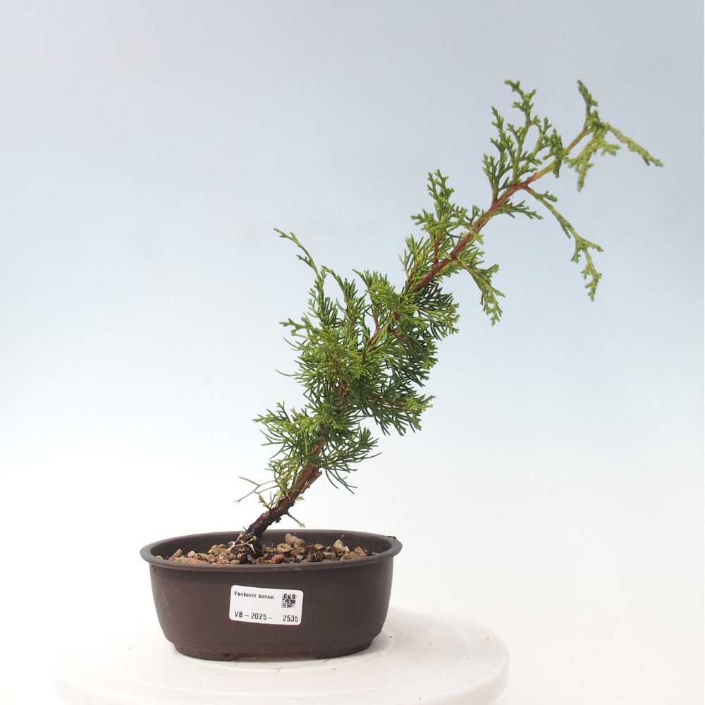 Outdoor bonsai - Juniperus chinensis Itoigawa - Jałowiec chiński