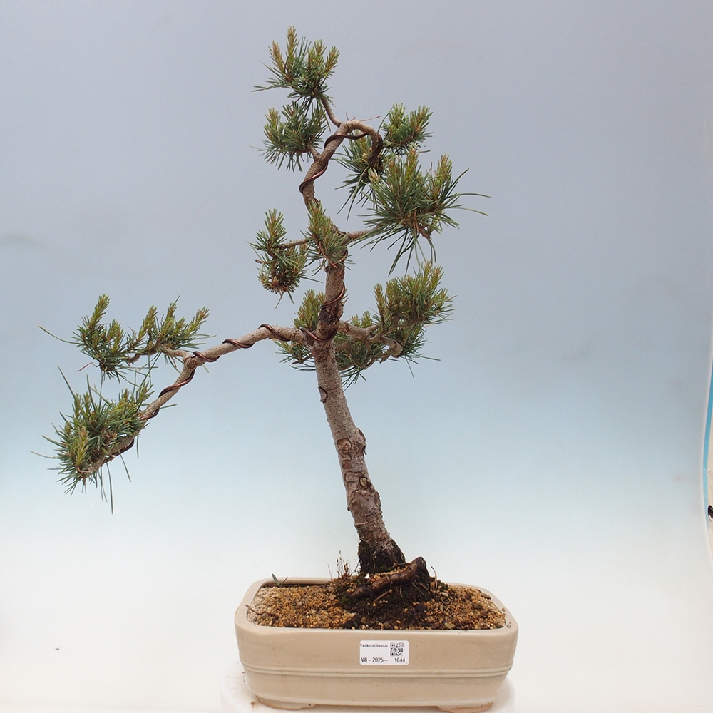 Outdoor bonsai - Pinus Sylvestris - sosna zwyczajna