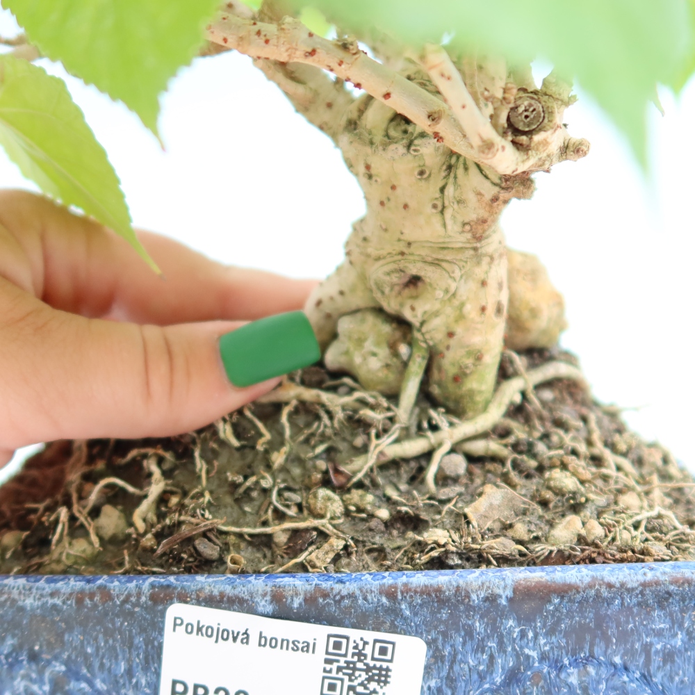 Bonsai domowe - Hibiscus tiliaceus - Hibiskus morski
