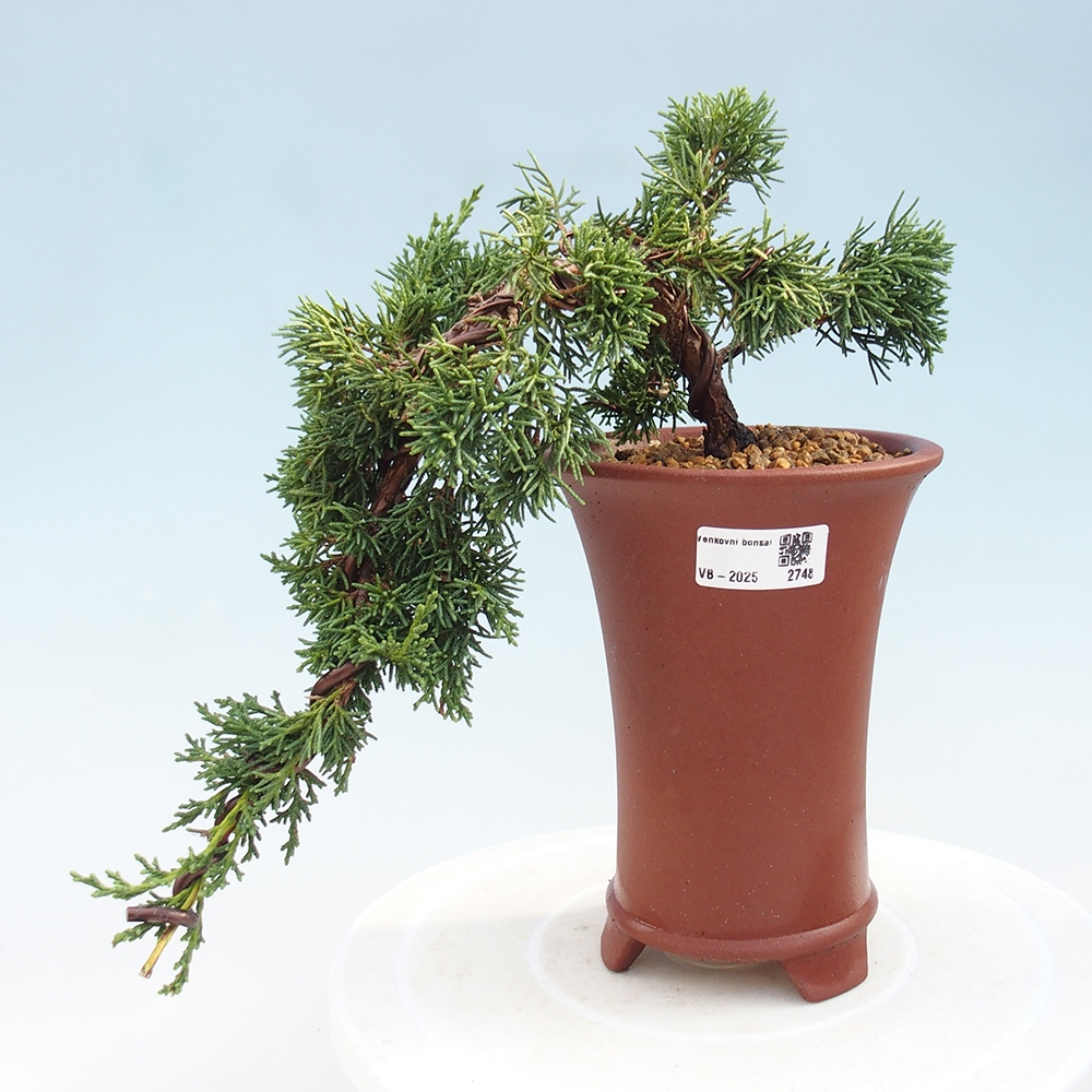 Bonsai zewnętrzne - Juniperus chinensis Kishu - Jałowiec chiński