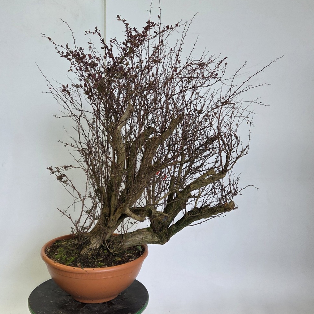Zewnętrzne bonsai - Berberys - Berberis thunbergii atropurpurea