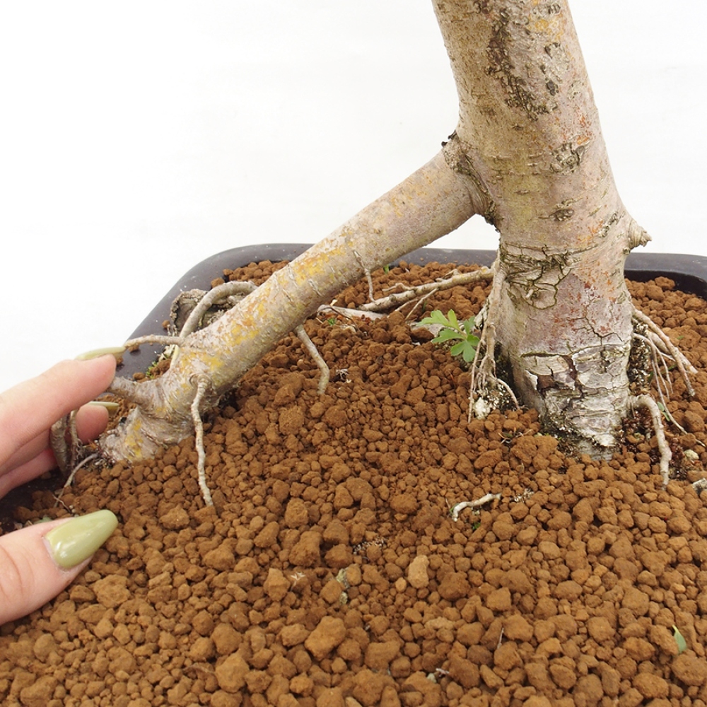 Bonsai zewnętrzne - Głóg - Crataegus monogyna