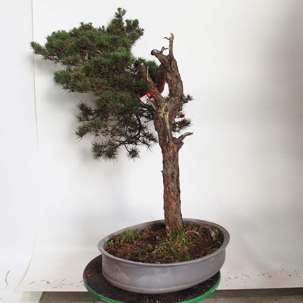 Yamadori - Pinus sylvestris Hiszpania