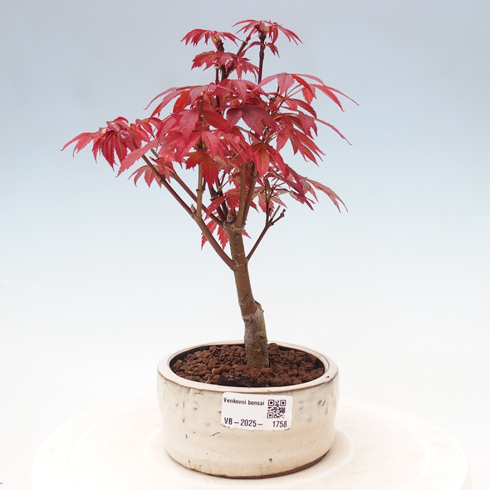 Bonsai zewnętrzne - palma Acer. Klon Atropurpureum-Palmleaf