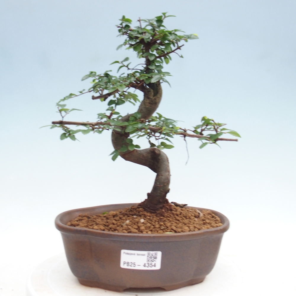 Pokój bonsai - Ulmus parvifolia - Wiąz drobnolistny