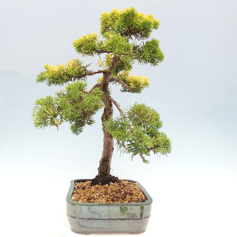 Bonsai plenerowe - Juniperus chinensis plumosa aurea - chiński jałowiec złoty