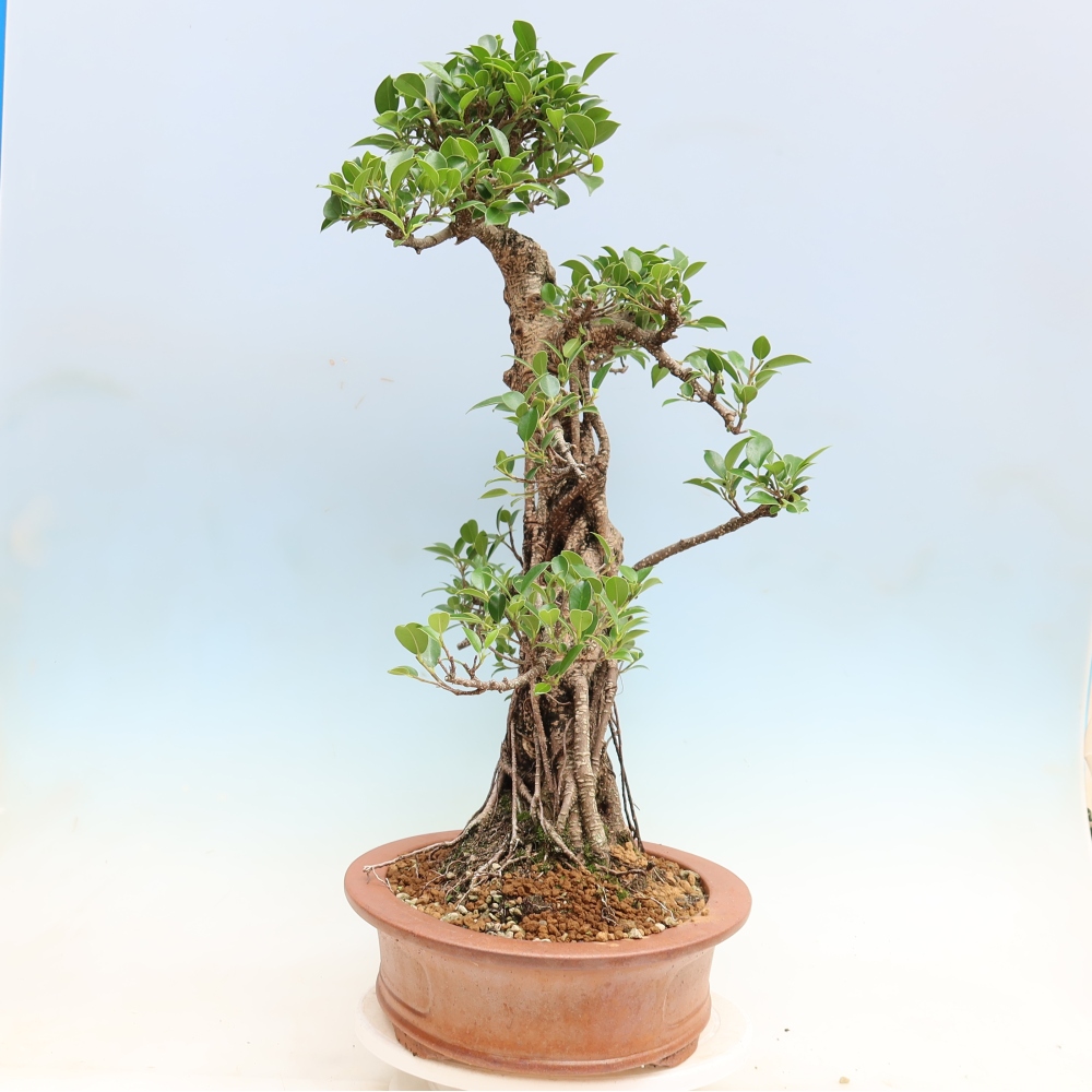 Pokój bonsai - Ficus kimmen - figowiec drobnolistny
