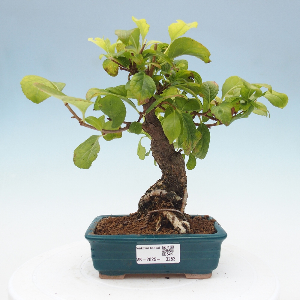 Bonsai na zewnątrz - Celastrus Jesenec