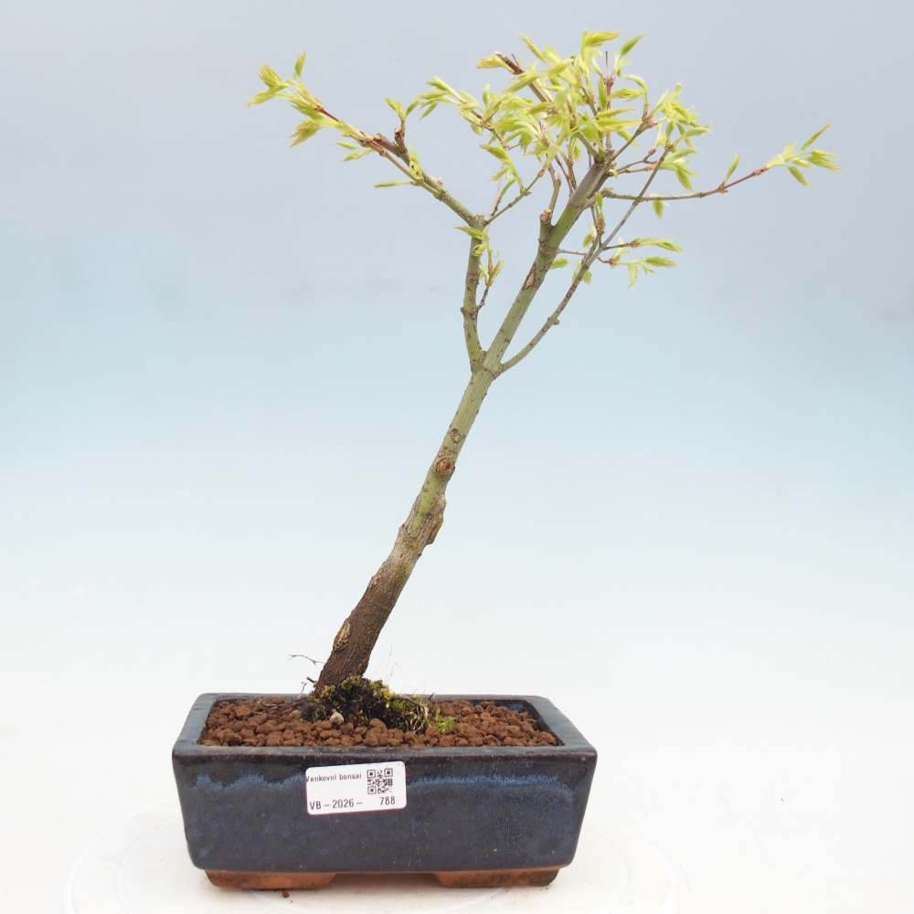 Acer palmatum Aureum - złoty klon