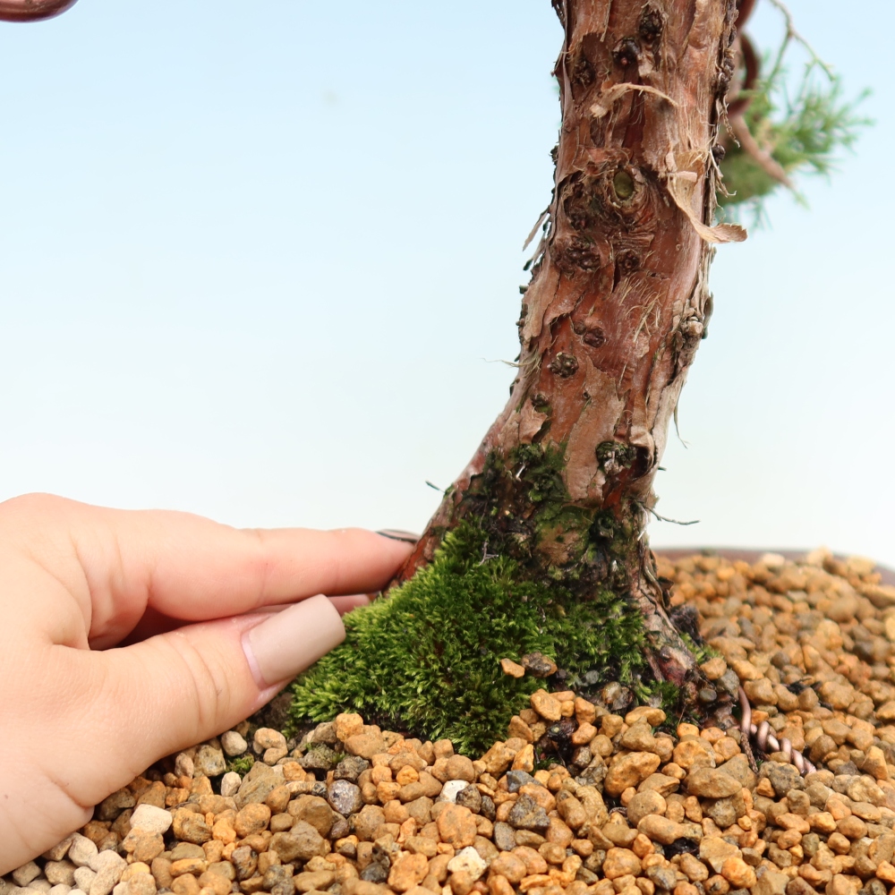 Outdoor bonsai - Juniperus chinensis Kishu