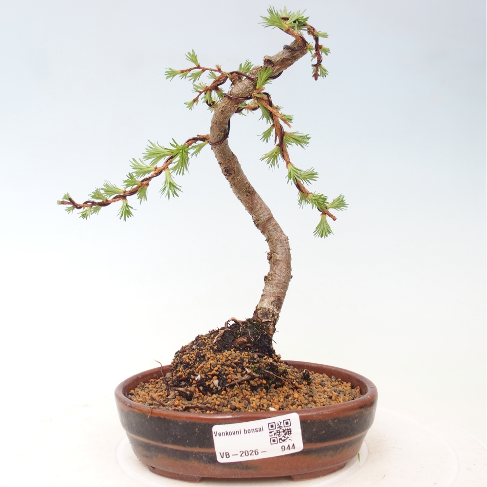 Outdoor bonsai - Larix Kaempferi - Modrzew japoński