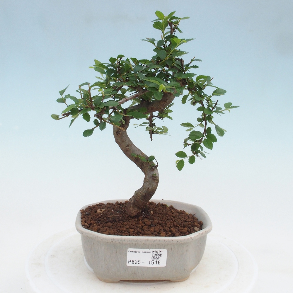 Bonsai wewnętrzne - Ulmus parvifolia - Wiąz drobnolistny
