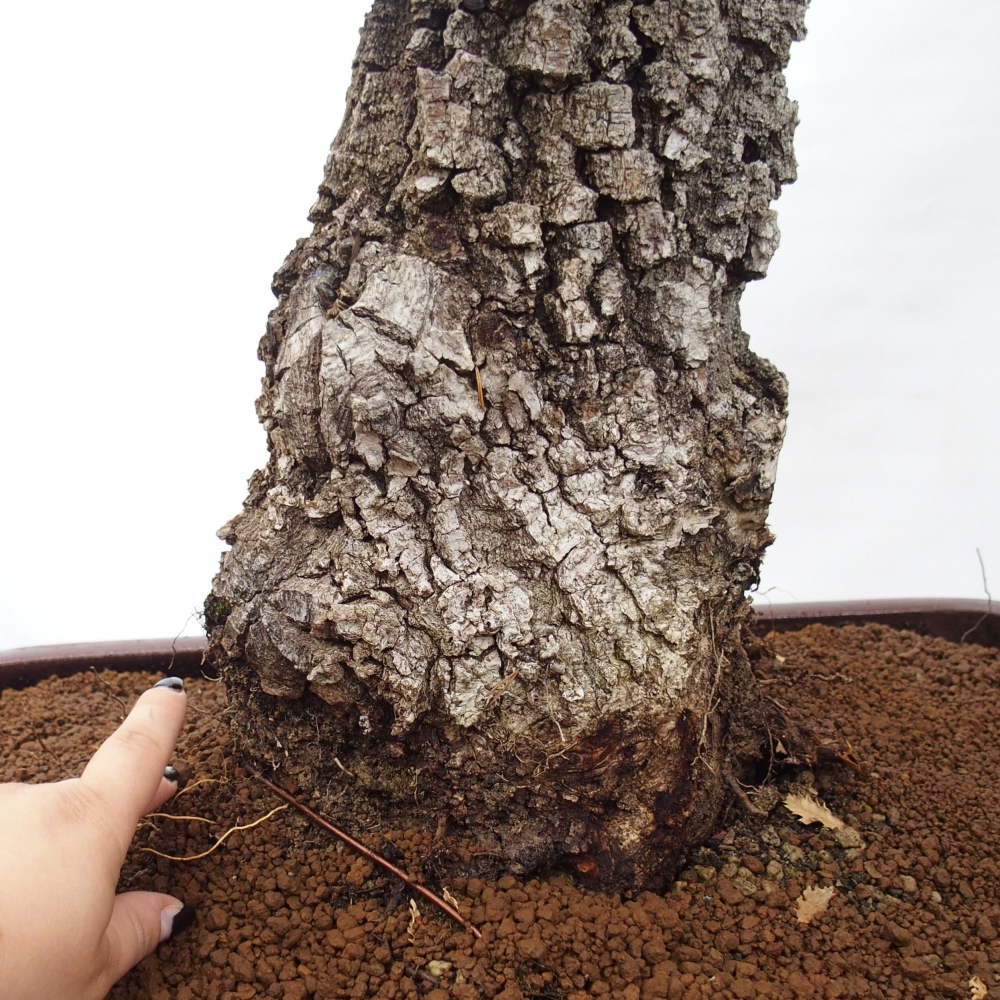 Yamadori - Quercus Ilex - Dąb ostrokrzewowy