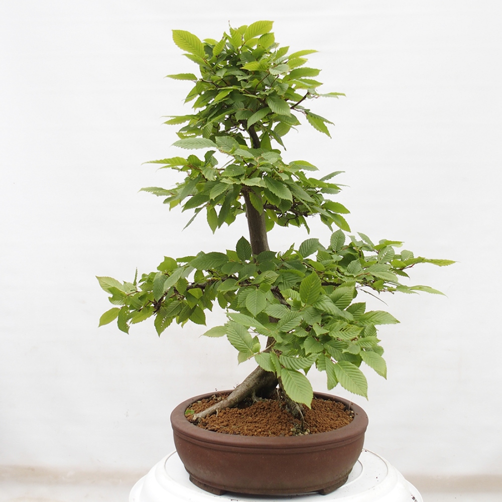 Bonsai zewnętrzne - Grab - Carpinus betulus