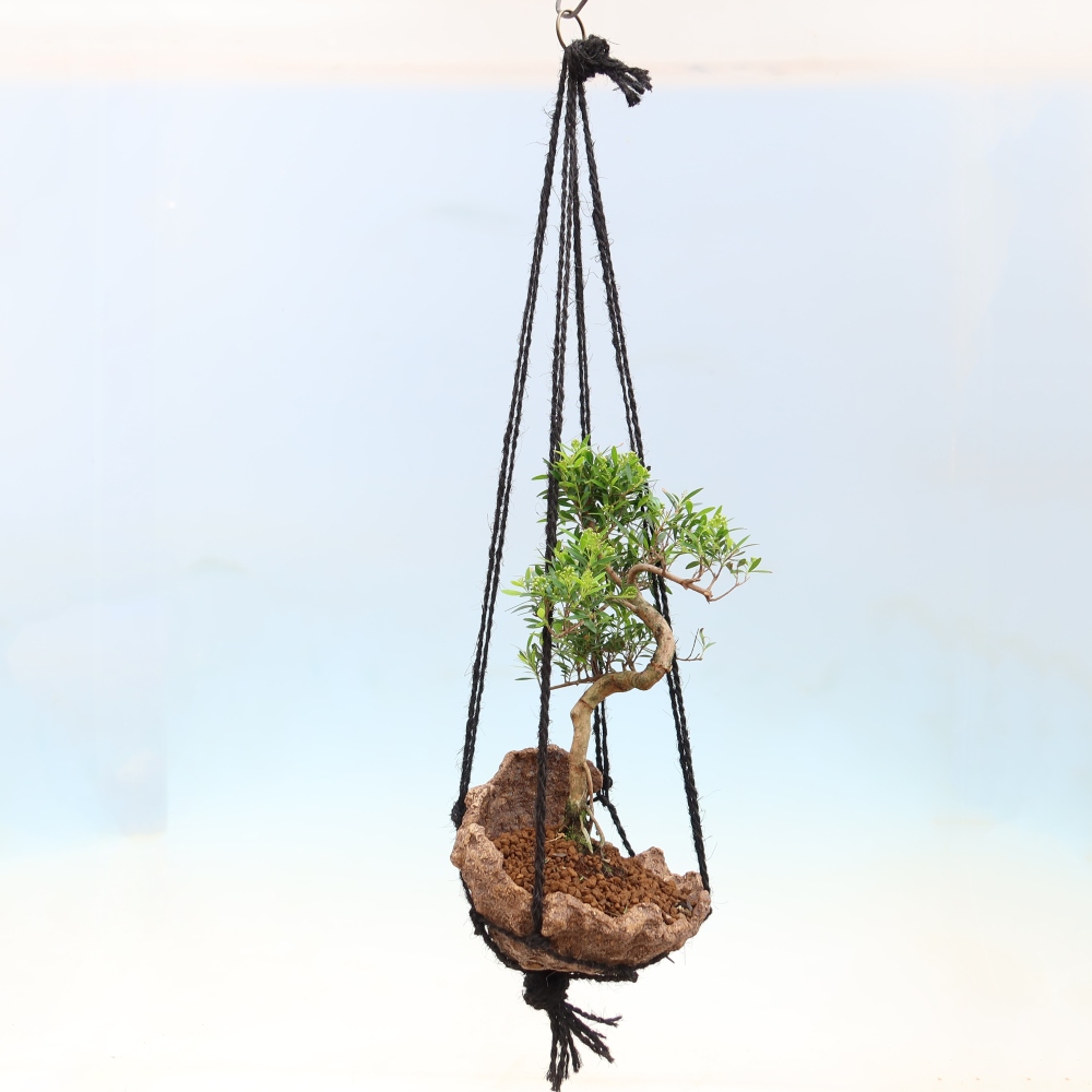 Kokedama w ceramicznej doniczce – Syzygium – drzewo pimentowe