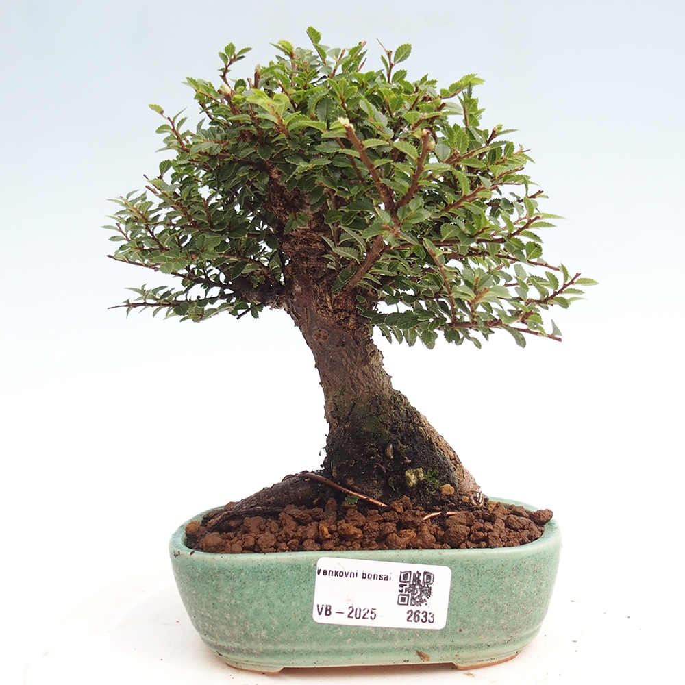 Bonsai zewnętrzne - Ulmus parvifolia Hokkaido - wiąz chiński