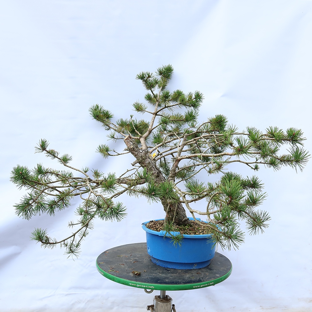 Pinus sylvestris Hiszpania – sosna zwyczajna