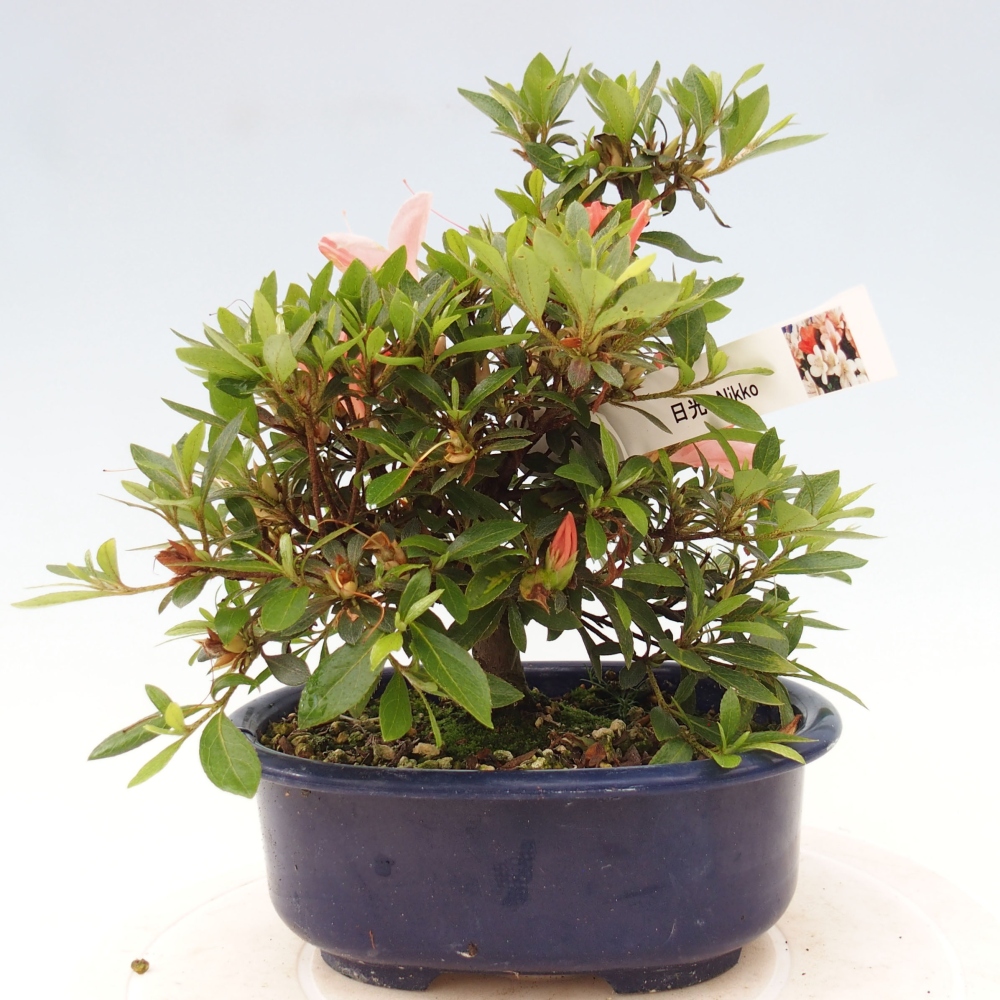 Bonsai ogrodowe - azalia japońska - Azalea Nikko