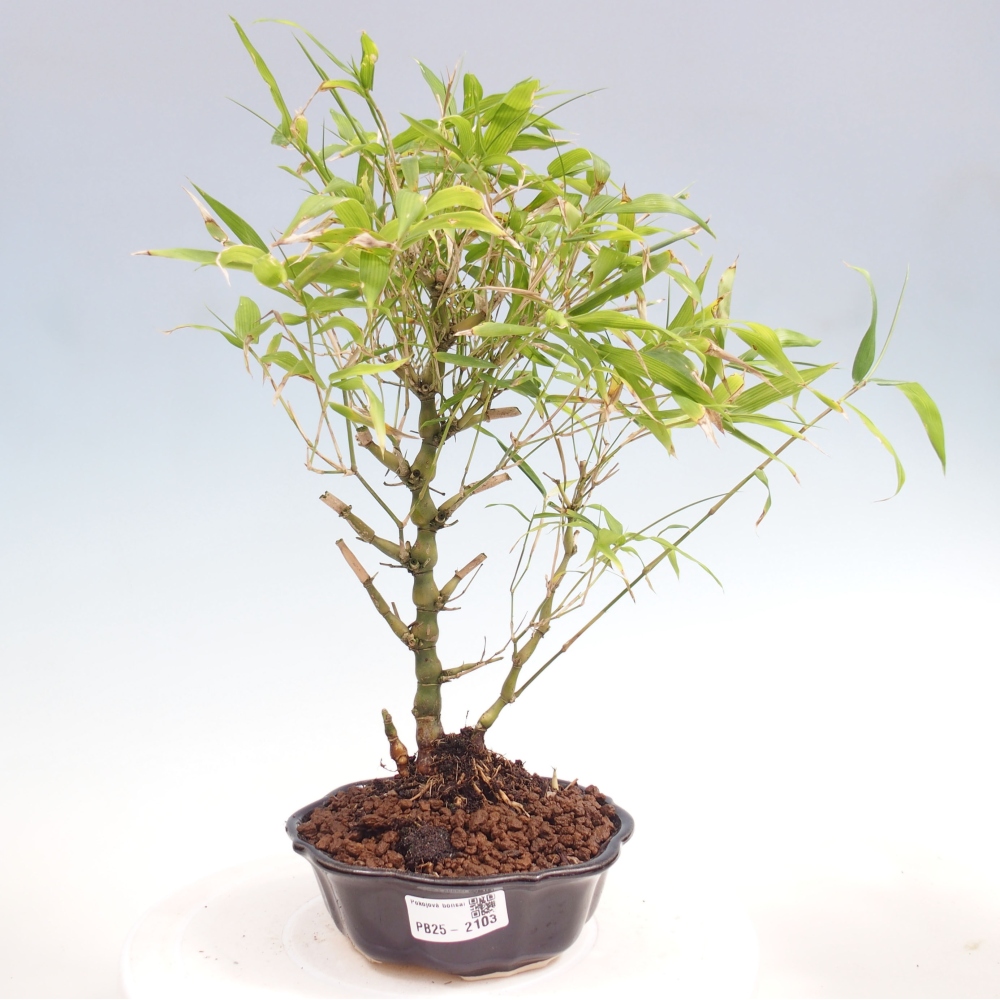 Bonsai wewnętrzne - Bambusowy Budda - Brzuch Bambusowego Buddy