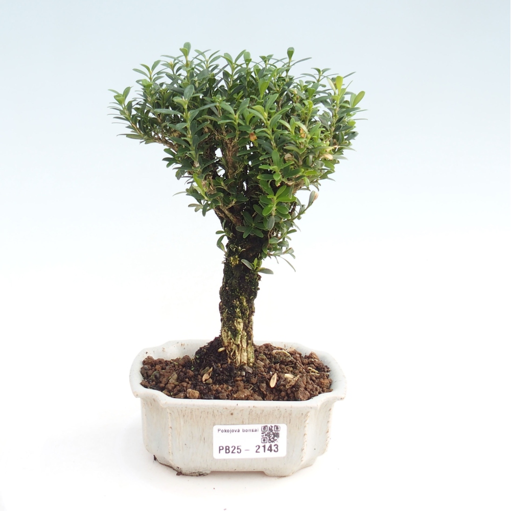 Bonsai pokojowe - Buxus harlandii - buxus korkowy
