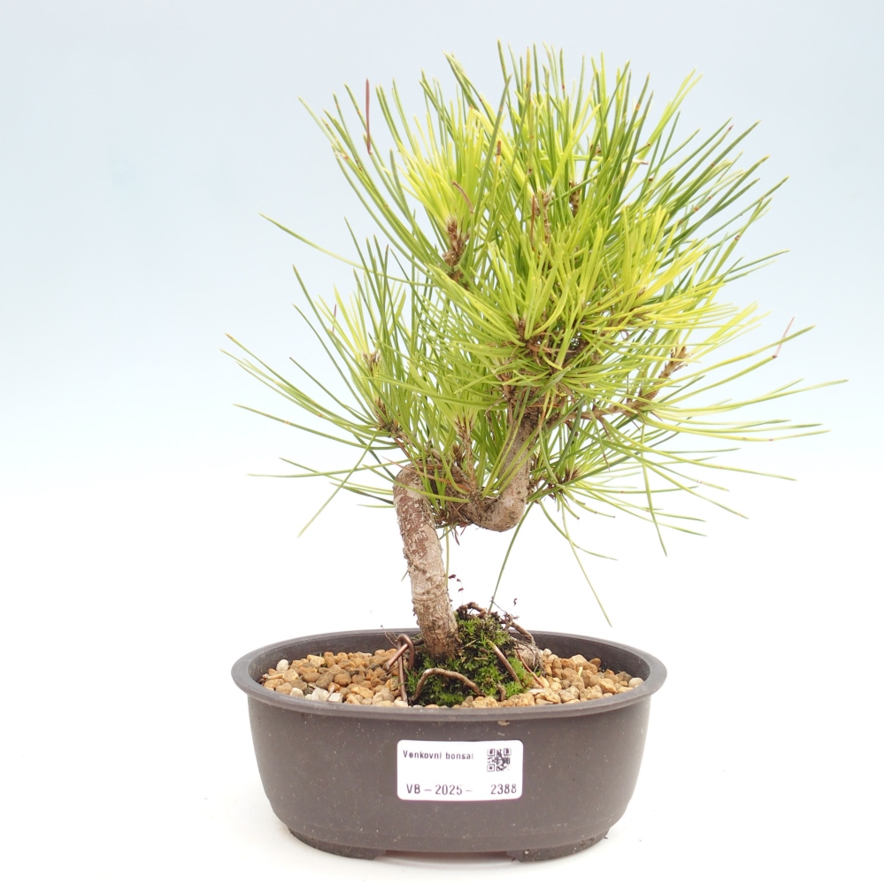 Bonsai ogrodowe - Pinus thunbergii - Sosna Thunbergia