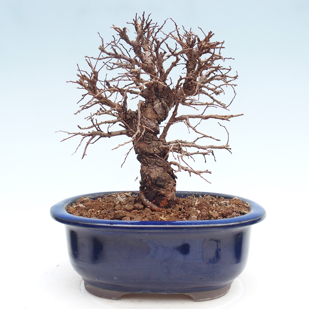 Bonsai zewnętrzne - Zelkova - Zelkova NIRE